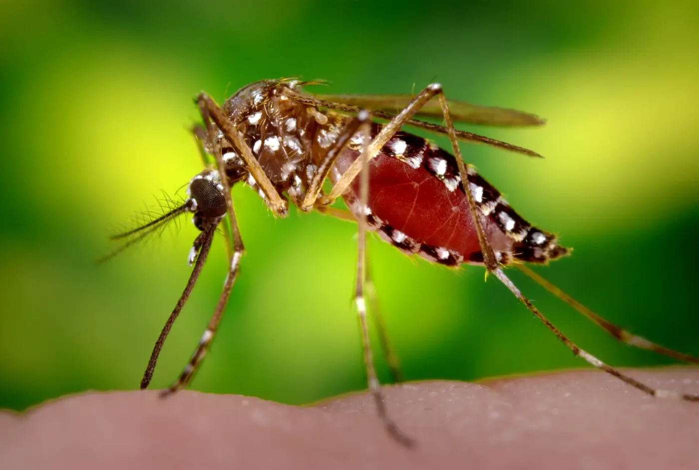 A female Aedes aegypti mosquito, one of the two species that spread dengue, in a CDC laboratory photo. It was not taken in Tampa.