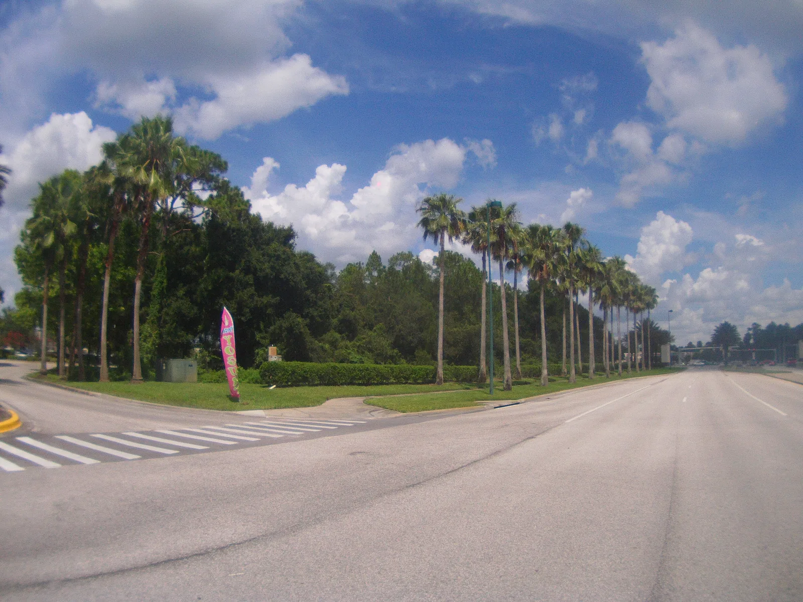 A palm-lined road near Bruce B. Downs Boulevard in New Tampa.