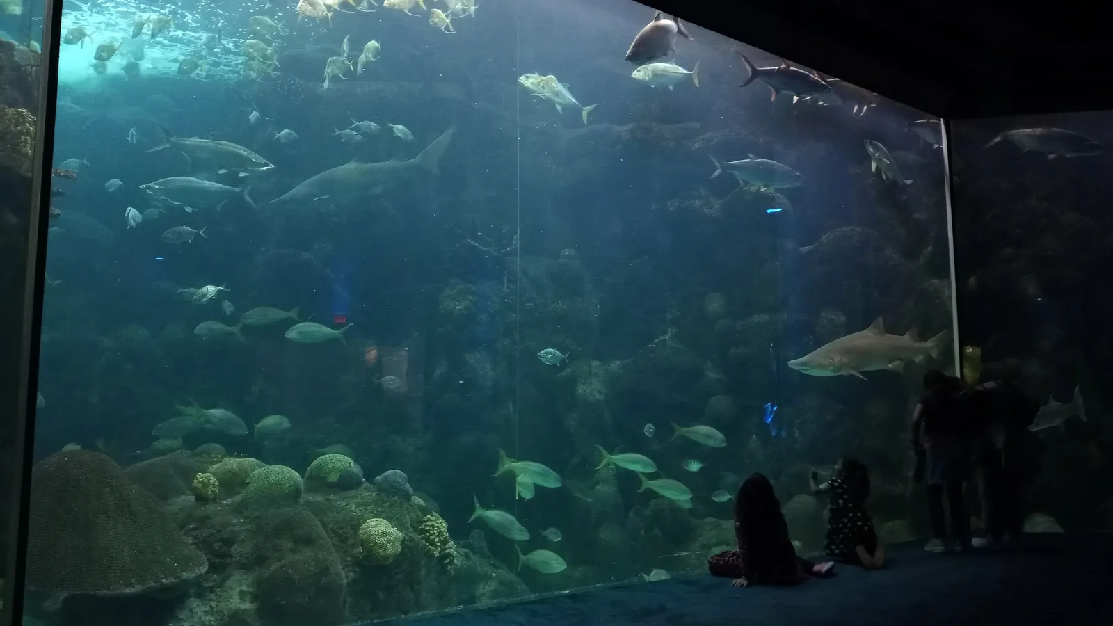 Children watch sharks and reef fish in the Coral Reef habitat at The Florida Aquarium in Tampa.