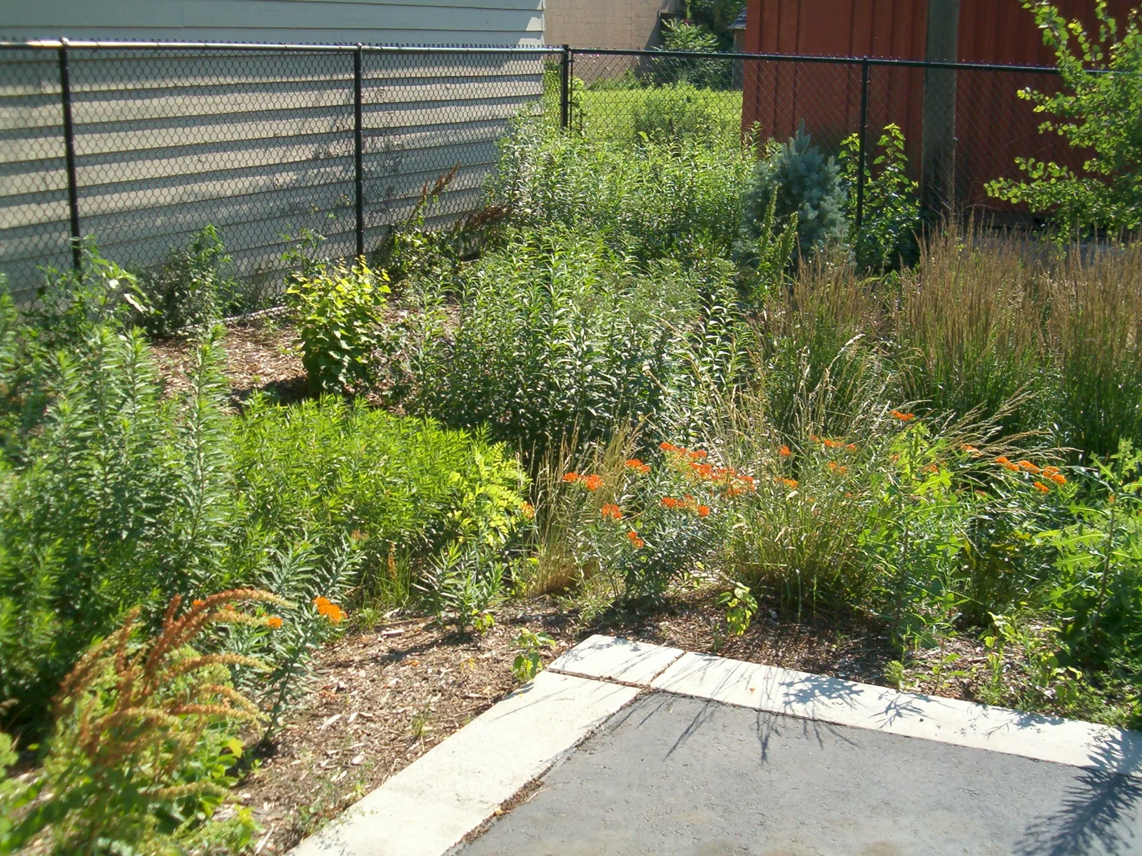 A Florida-Friendly bed of native perennials and grasses in Alachua County's photo library. It is not a yard in the Tampa program.